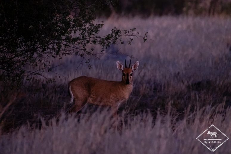 Céphalophe de Grimm, Witsand Nature reserve, Afrique du Sud