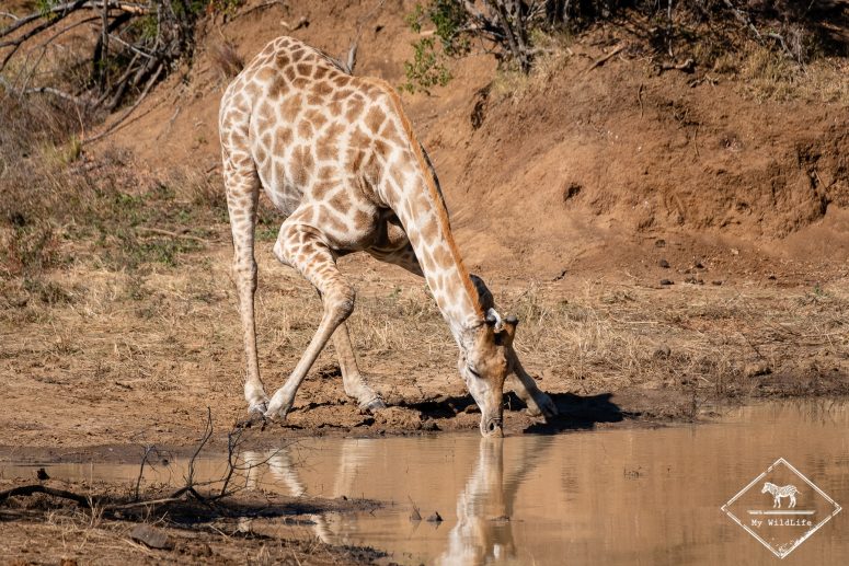 Girafe, parc national Pilanesberg