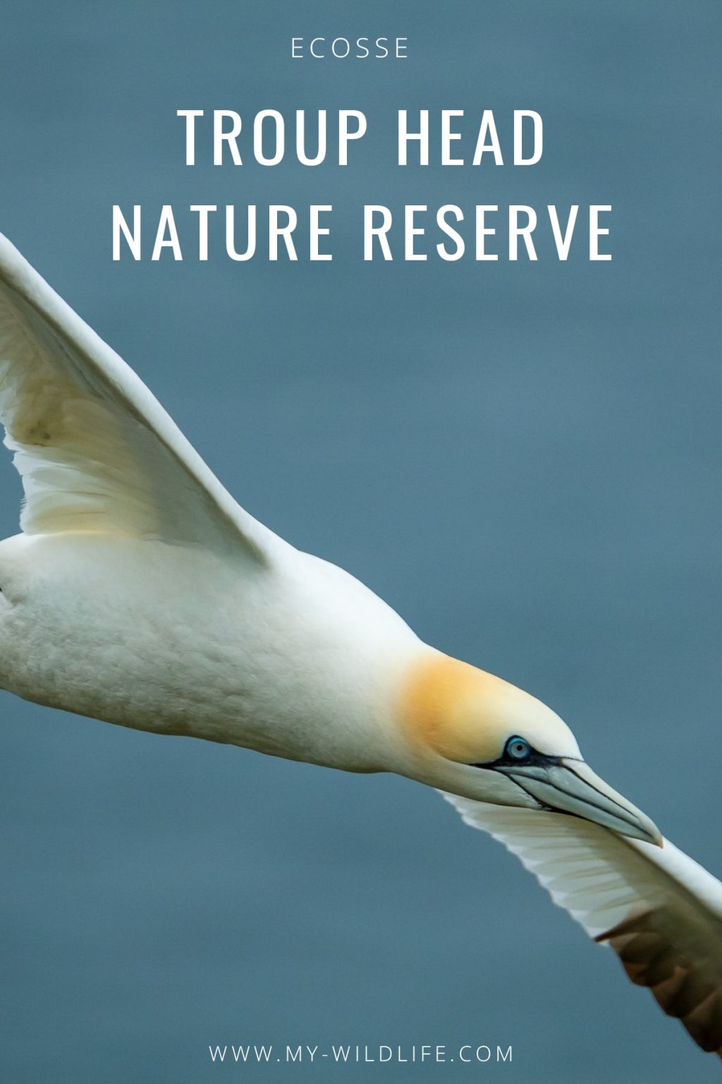 Troup Heand Nature Reserve