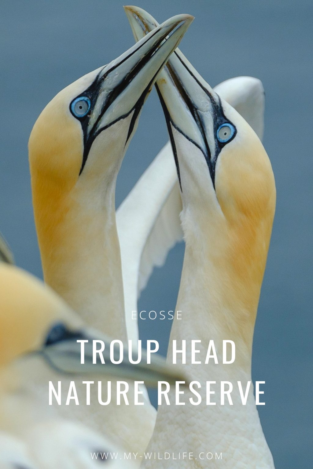 Troup Heand Nature Reserve