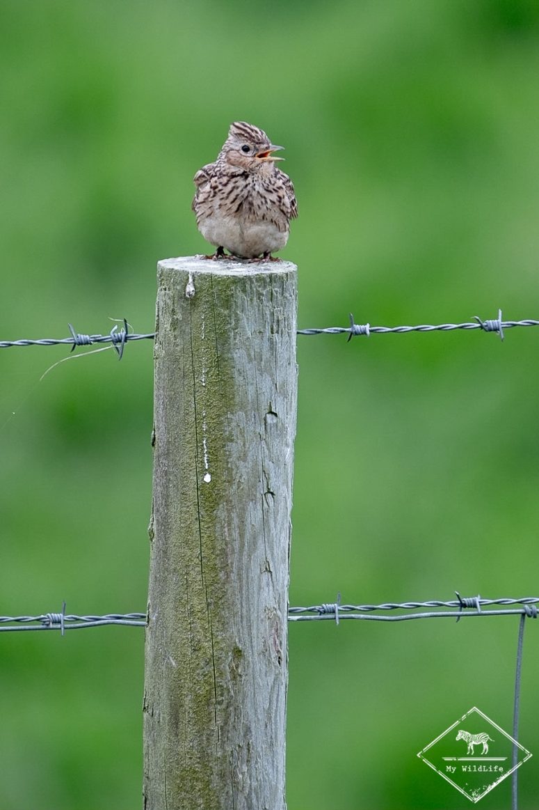 Alouette des champs