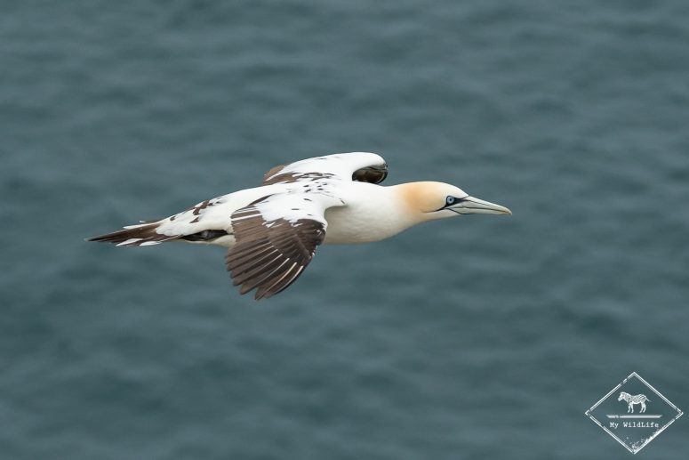 Fou de bassan, 3 ans