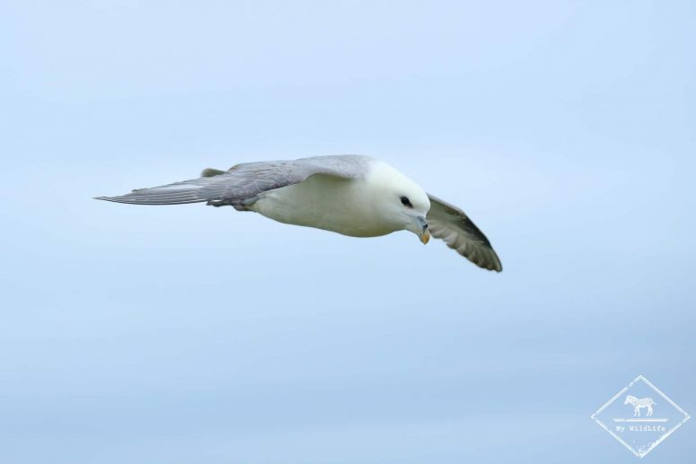 Troup head nature Reserve, fulmar boréal