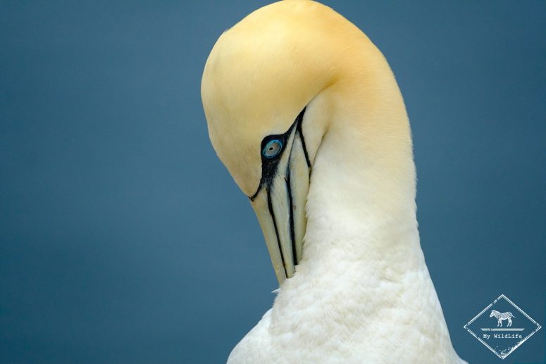 Fou de bassan, Troup head nature Reserve