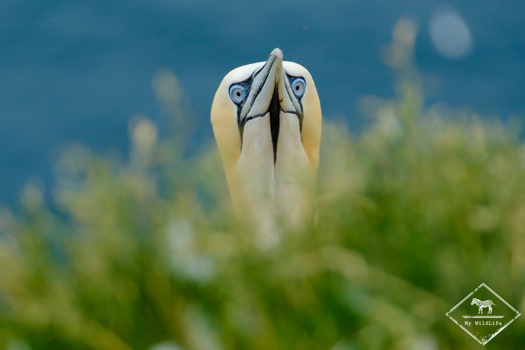 Fou de bassan, Troup Heand Nature Reserve