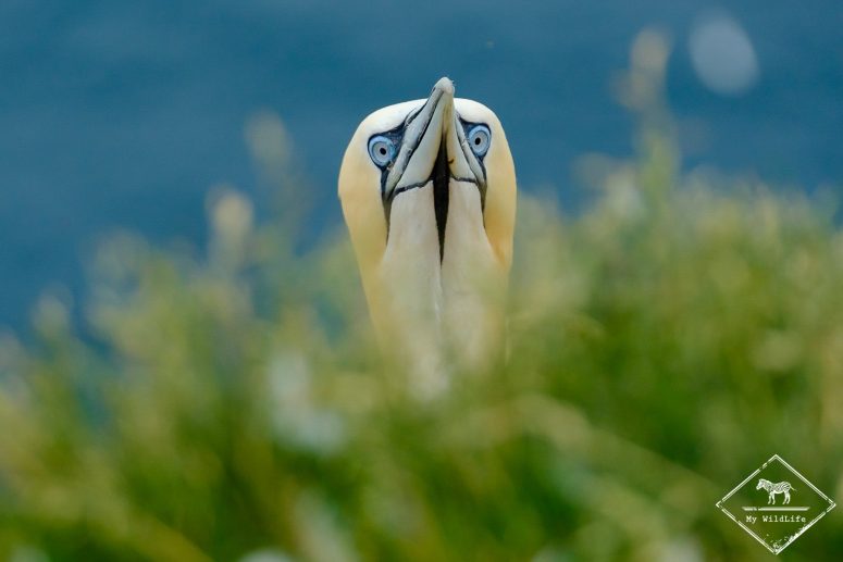 Fou de bassan, Troup Heand Nature Reserve