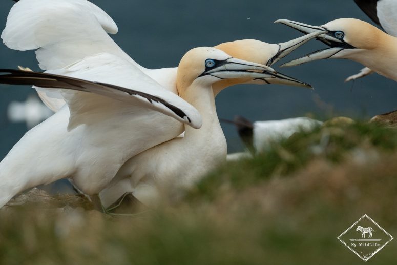 Accouplement de Fous de bassan, Troup head nature Reserve