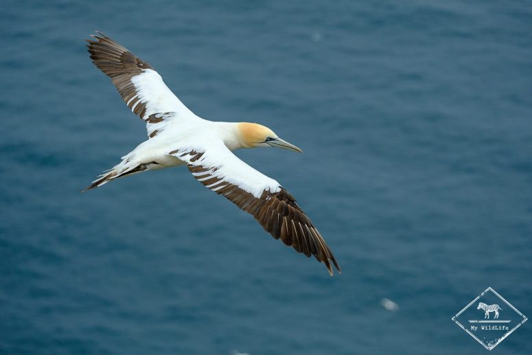 Fou de bassan, 4 ans