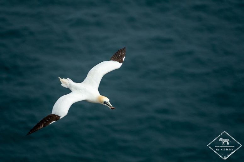 Fou de bassan, Troup Heand Nature Reserve