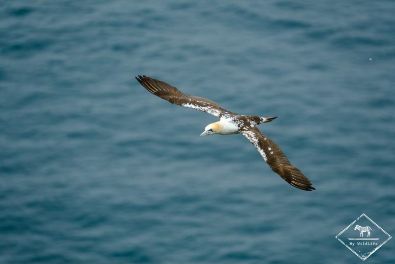 Fou de bassan, 3 ans