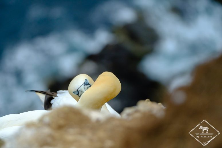 Fou de bassan, Troup Heand Nature Reserve