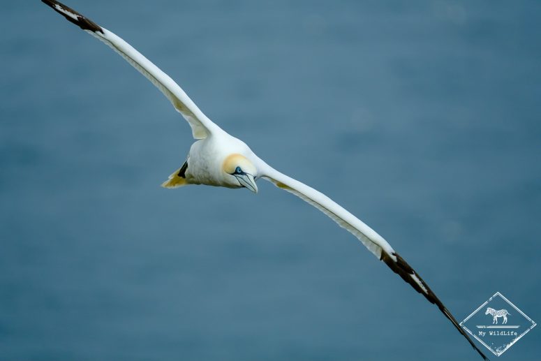 Fou de bassan, Troup head nature Reserve