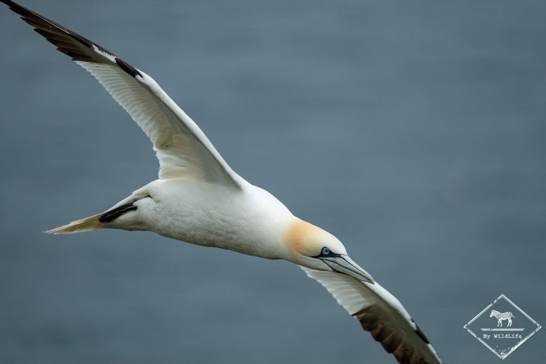 Fou de bassan, Troup Heand Nature Reserve