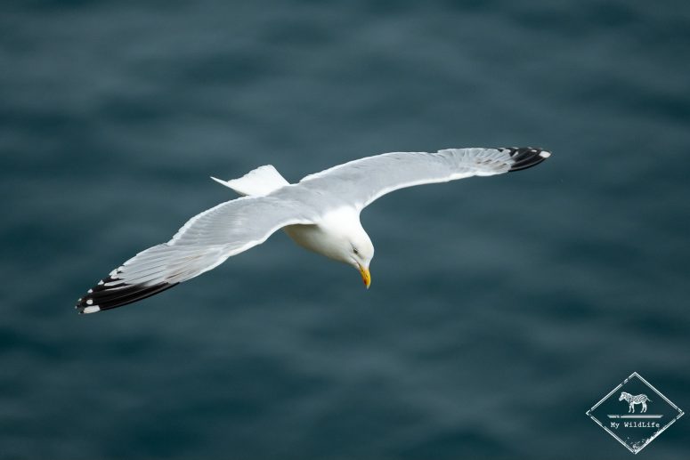 Goéland argenté, Troup head nature Reserve