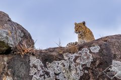 11 jours de safari en Tanzanie