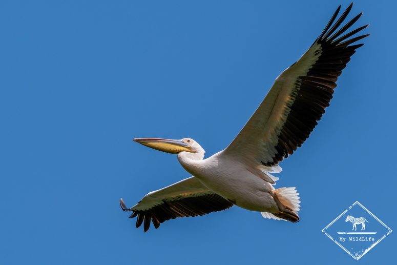 Pélican blanc