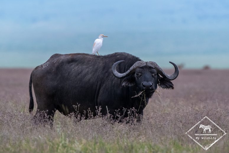 Buffle et héron garde-boeuf
