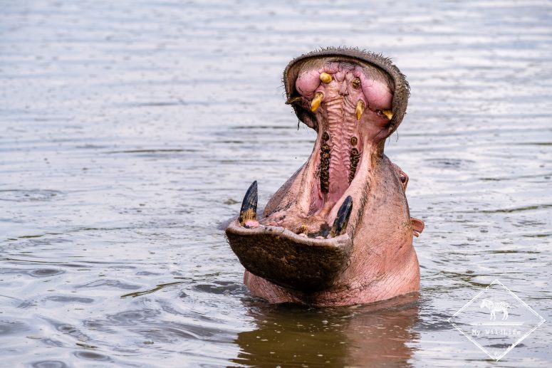 Hipppotame, safari en Tanzanie