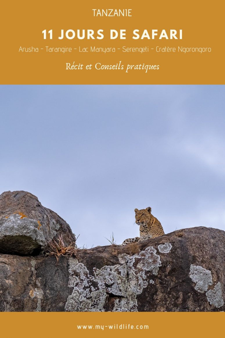 11 jours de safari en Tanzanie