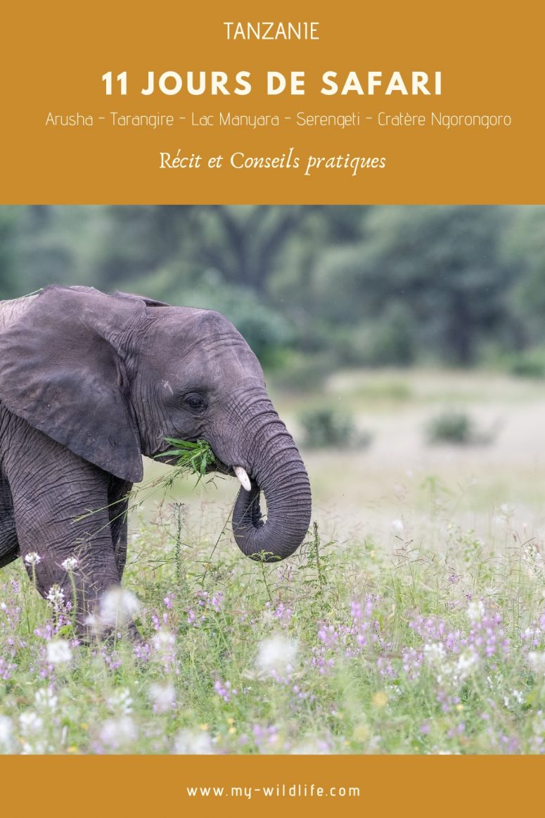 11 jours de safari en Tanzanie