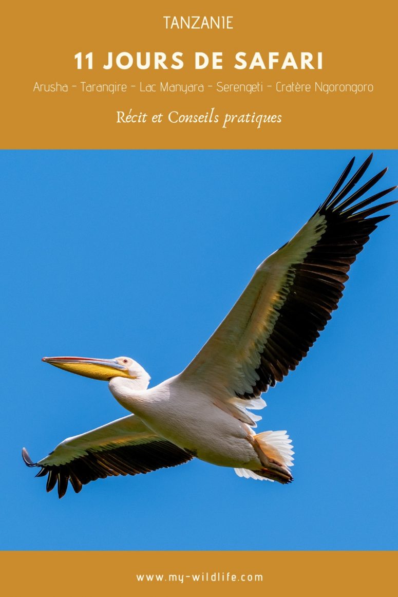 11 jours de safari au Kenya