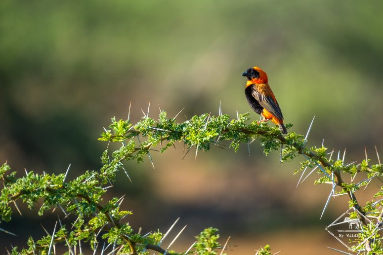 Euplecte ignicolore, Black Rhino Game Reserve