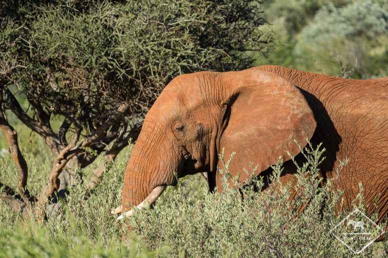 Eléphant, Black Rhino Game Reserve