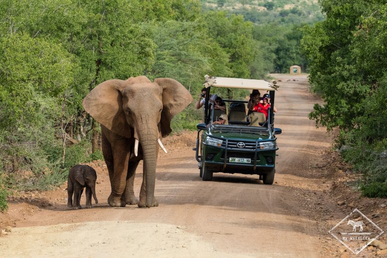 Eléphants, Black Rhino Game Reserve