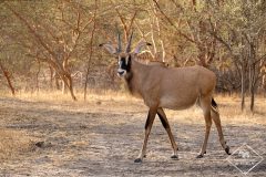 Safari dans la réserve de Bandia au Sénégal
