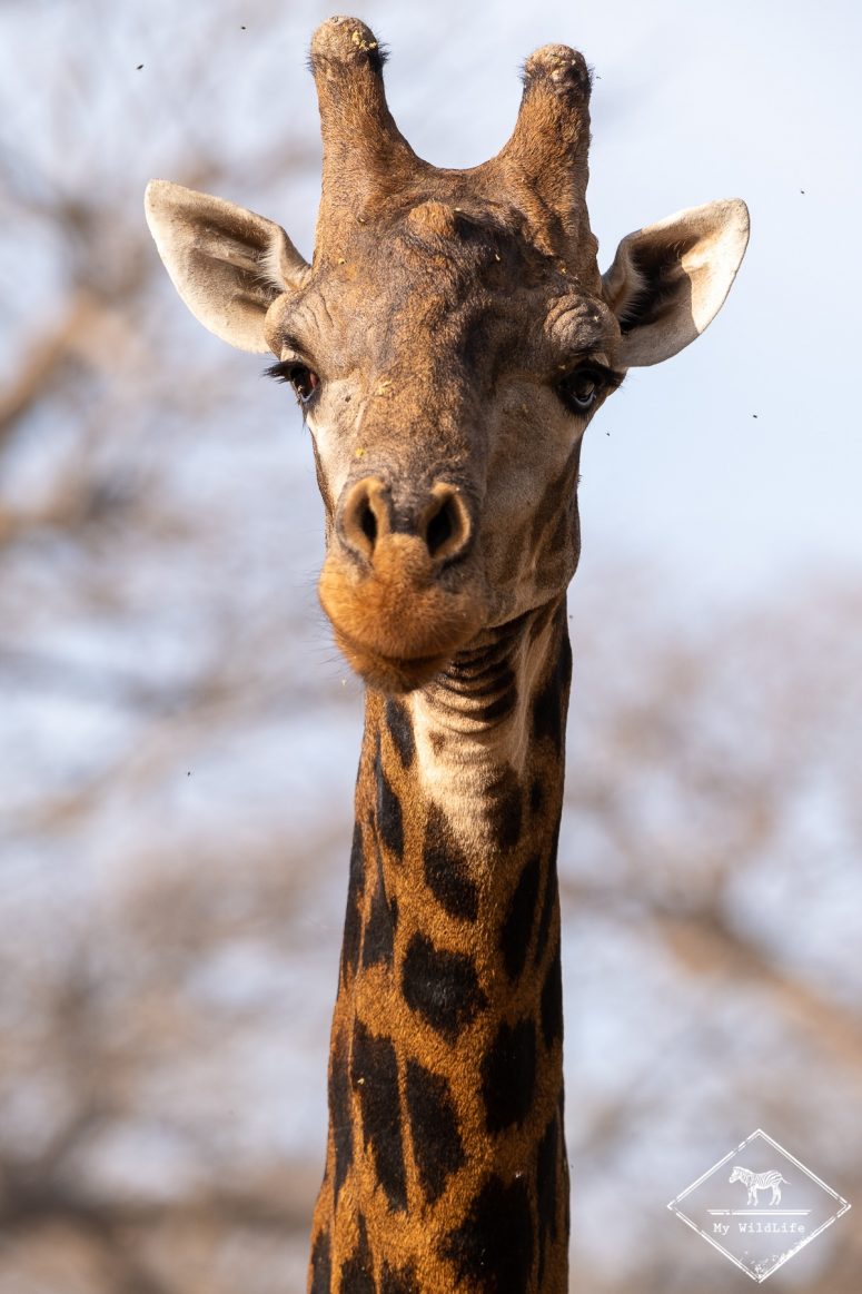 Girafe, Réserve de Bandia