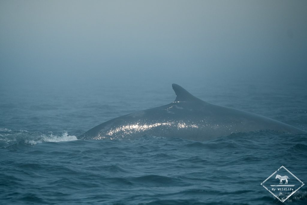 baleines au Québec