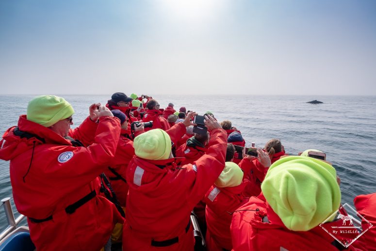 Croisière baleines au Québec