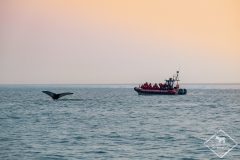 Voir les baleines au Québec