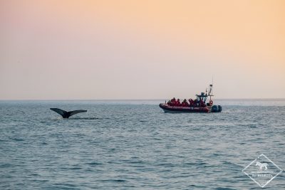 Croisière baleines au Québec