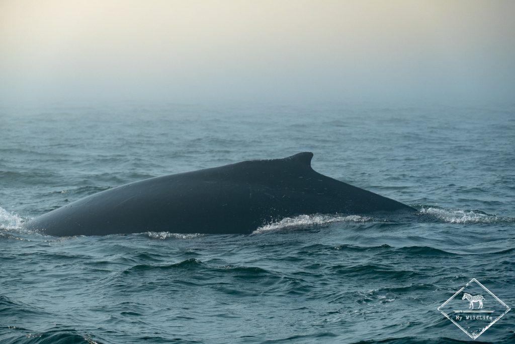 baleines au Québec