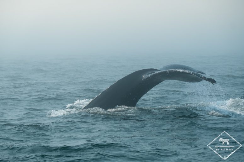Rorqual à bosse, baleines au Québec