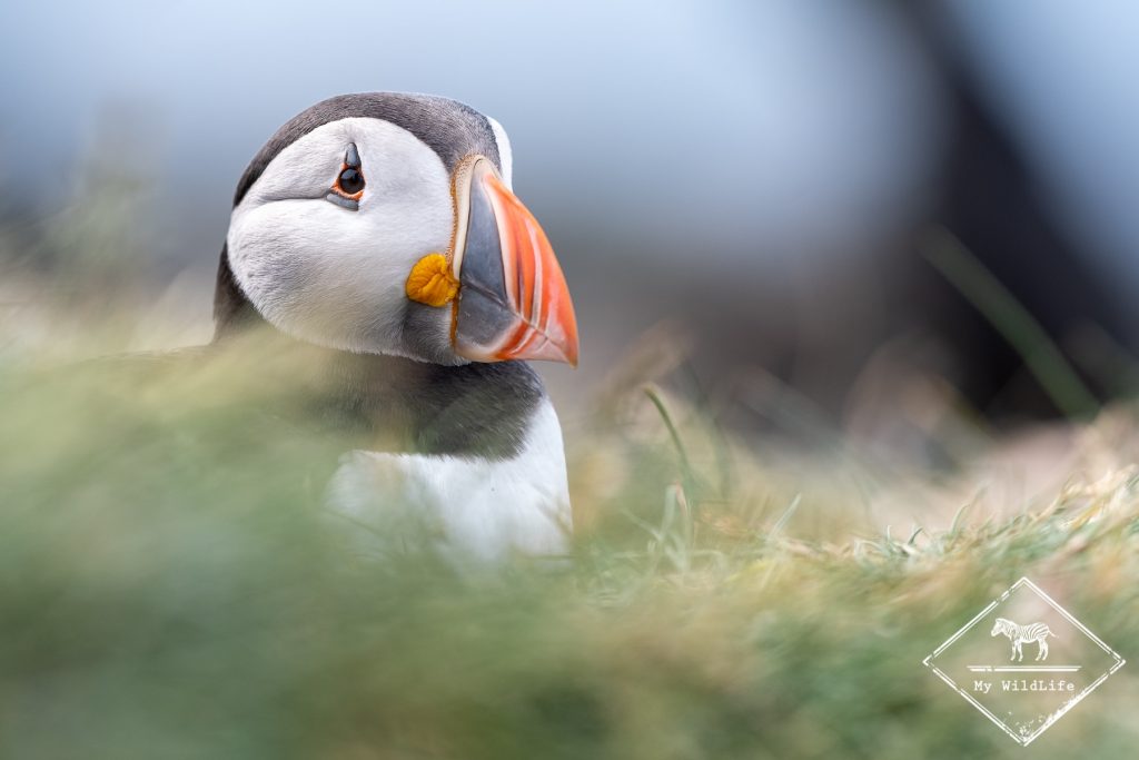 Macareux moine, Ecosse