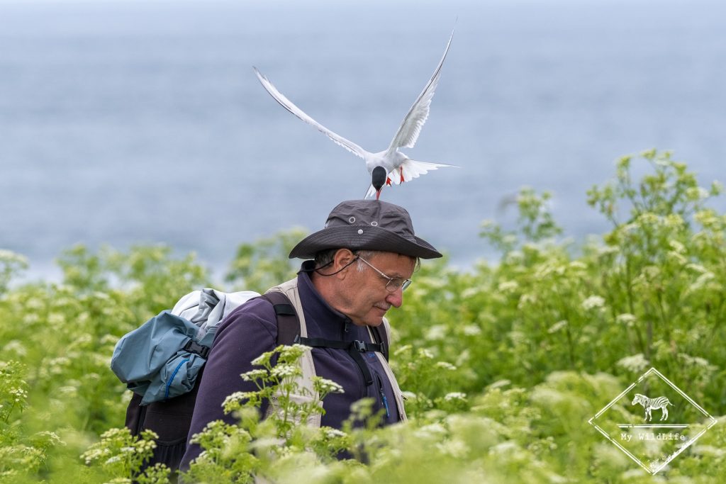 Sterne arctique, Ecosse