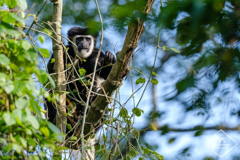 Colobe Guéréza, Parc national Arusha