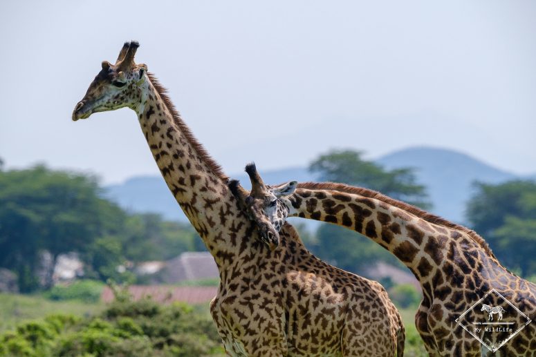 Girafe, parc national Arusha