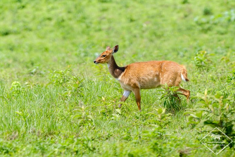 Guib harnaché, parc national Arusha