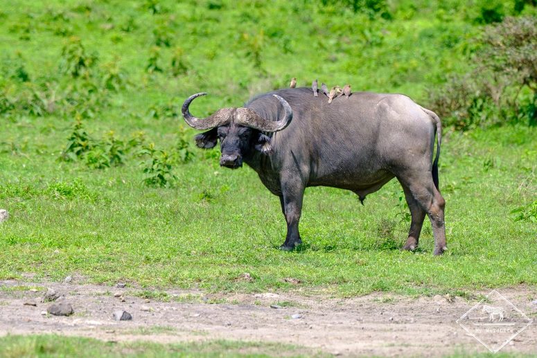 Buffle, parc national Arusha