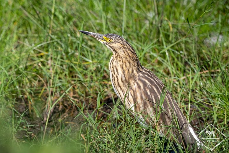 Crabier chevelu, Parc national Arusha