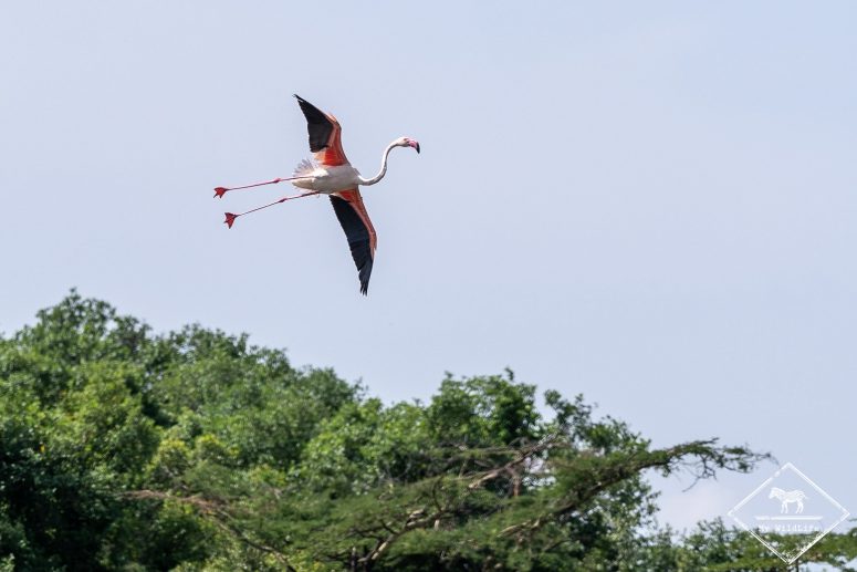 Flamant rose, Parc national Arusha