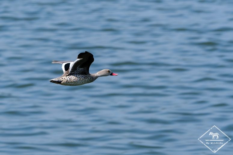 Canard à bec rouge, Parc national Arusha