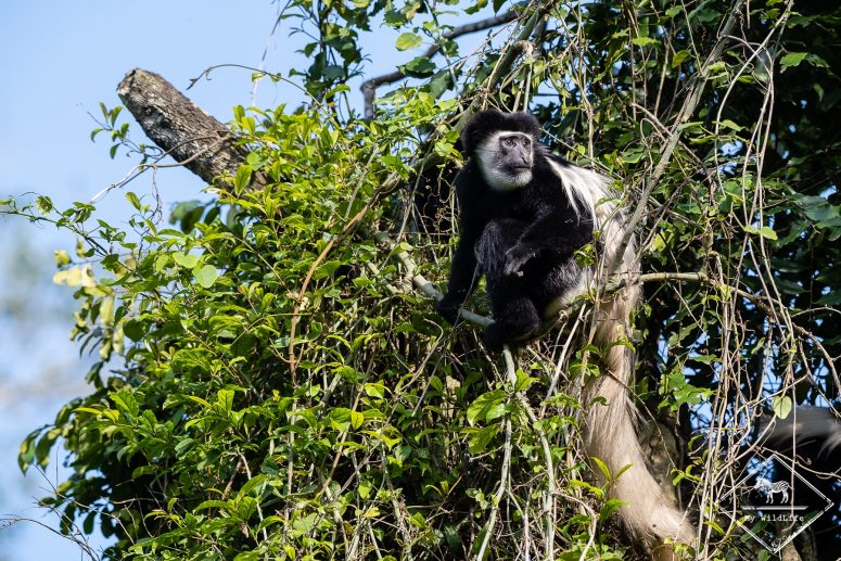 Colobe Guéréza, Parc national Arusha