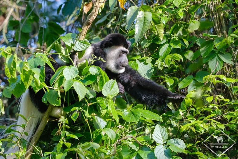 Colobe Guéréza, Parc national Arusha