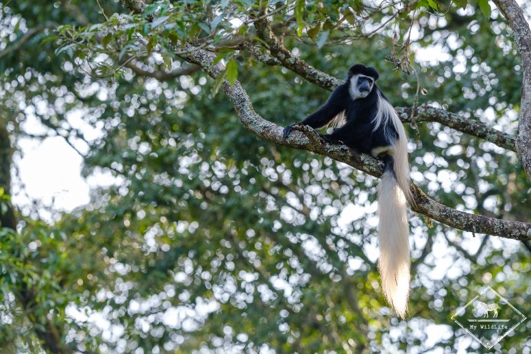 Colobe Guéréza, Parc national Arusha