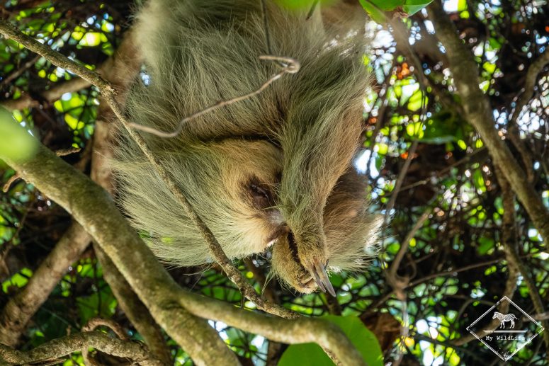 Où voir des paresseux au Costa Rica ?
