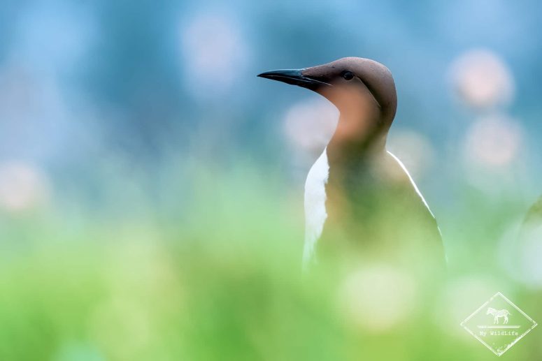 Guillemot de Troïl